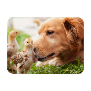 Hund och chick magnet