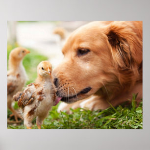 Hund och Chick Poster