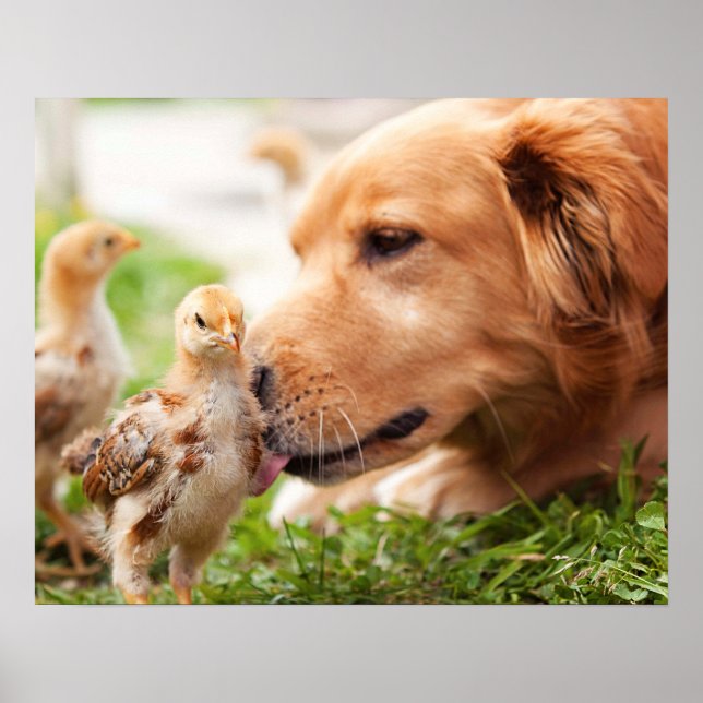 Hund och Chick Poster (Framsidan)