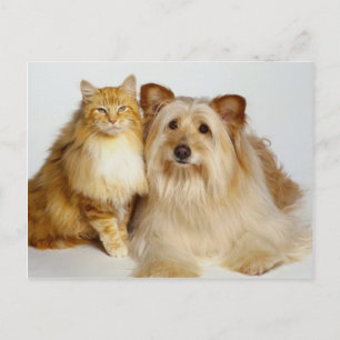Hund och foto för bästa vänner vykort