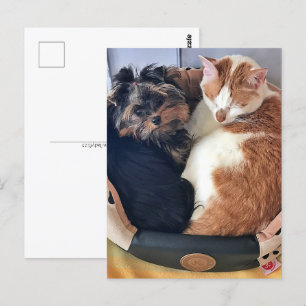 Hund och katt, vykort för postpassage
