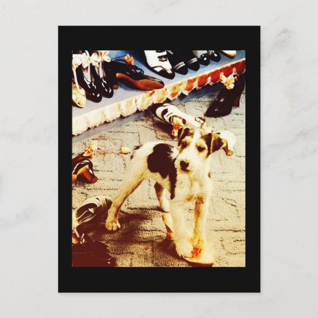 Hund och skor vykort (Framsida)
