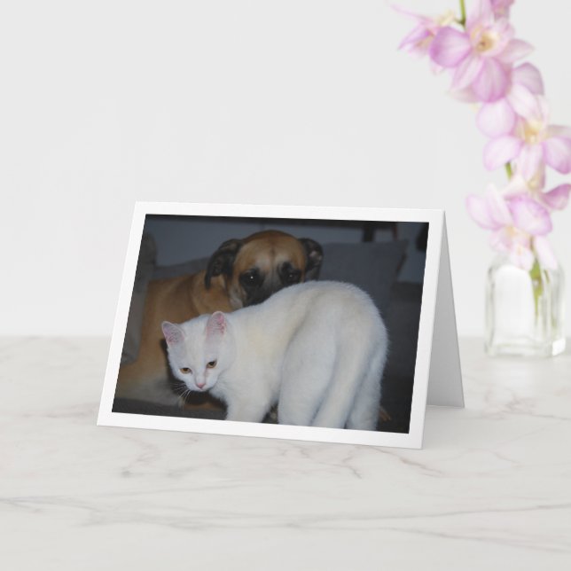 Hund och White Kitten Porträtt Kort (Orkide)