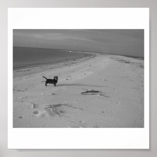 Hund om Beach Poster