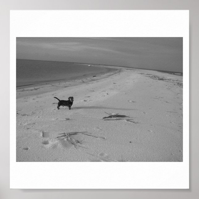 Hund om Beach Poster (Framsidan)