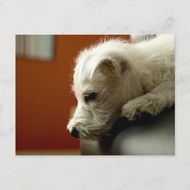 Hund om kontorsordförande vykort (Framsida)