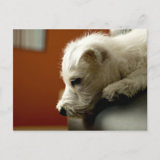 Hund om kontorsordförande vykort