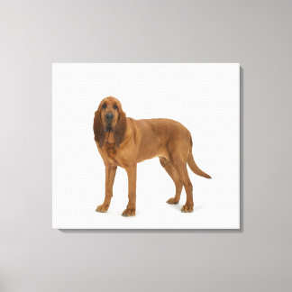 Hund om vit 97 canvastryck