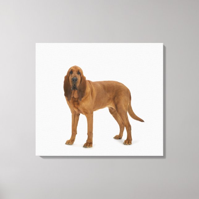 Hund om vit 97 canvastryck (Framsida)
