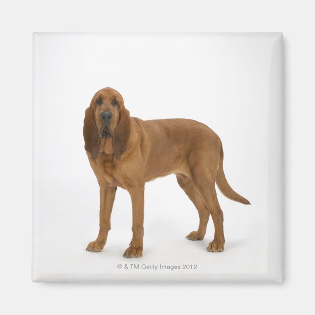 Hund om vit 97 magnet (Framsidan)
