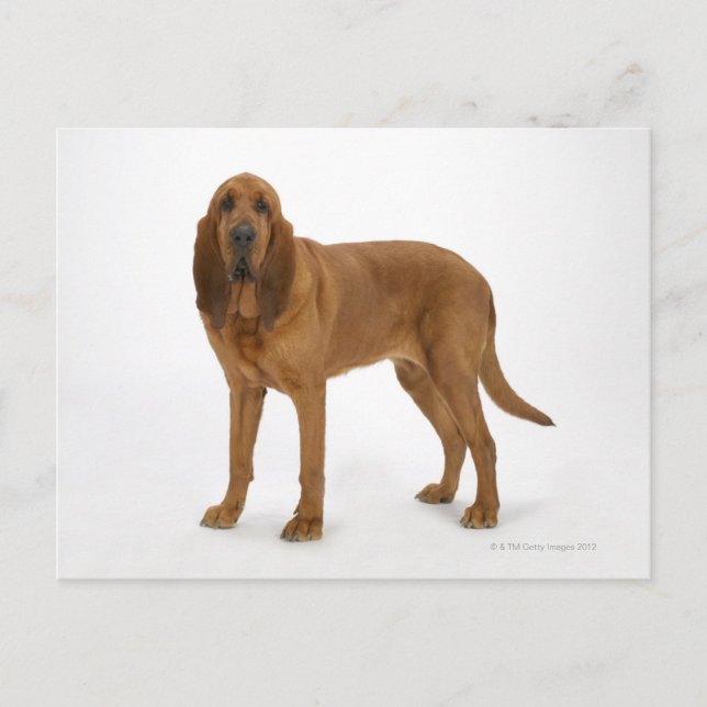 Hund om vit 97 vykort (Framsida)
