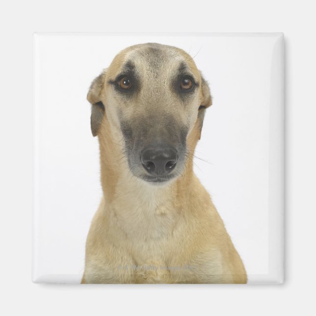 Hund om Vita 41 Magnet (Framsidan)