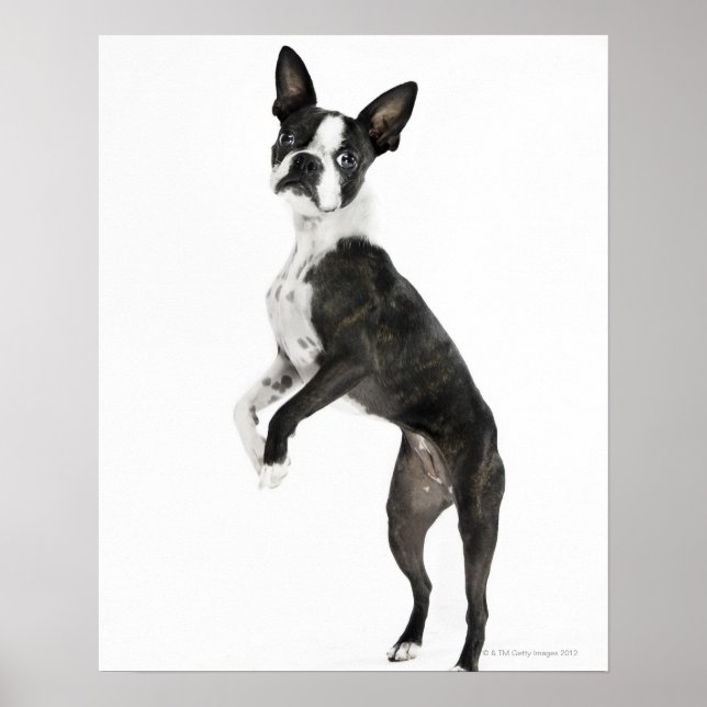 hund på 2 ben tittar inom stängda dörrar poster (Framsidan)