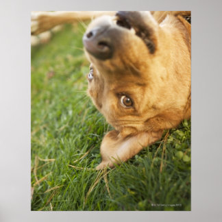 Hund på baksidan poster