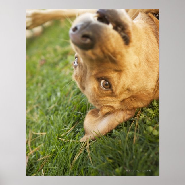 Hund på baksidan poster (Framsidan)