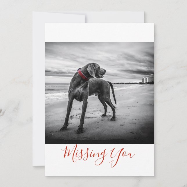 Hund på Beach B&W-foto som du saknar ett sidkort Kort (Framsida)