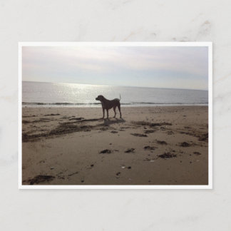 Hund på Beach Vykort