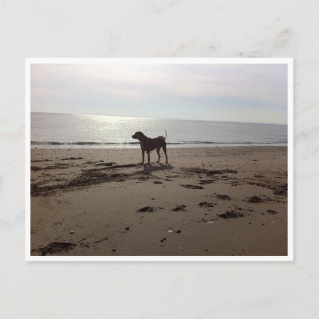 Hund på Beach Vykort (Framsida)