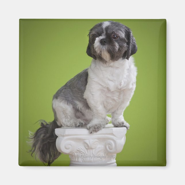 Hund på en kolumn magnet (Framsidan)