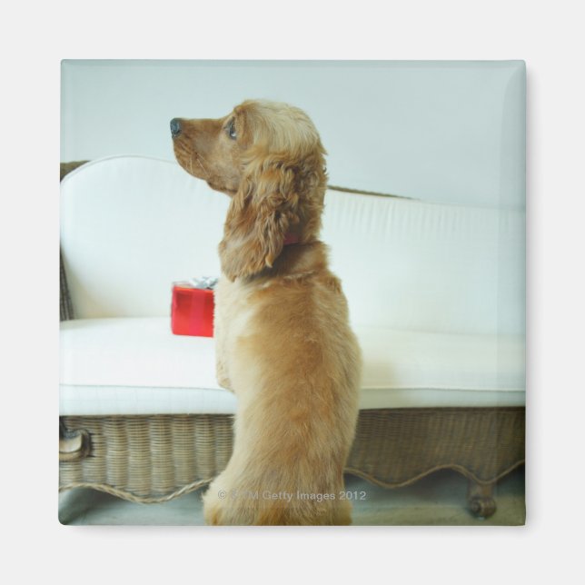 Hund på en soffa med en gåva magnet (Framsidan)