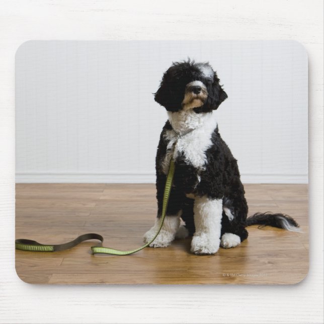 hund på ett utslag musmatta (Framsidan)