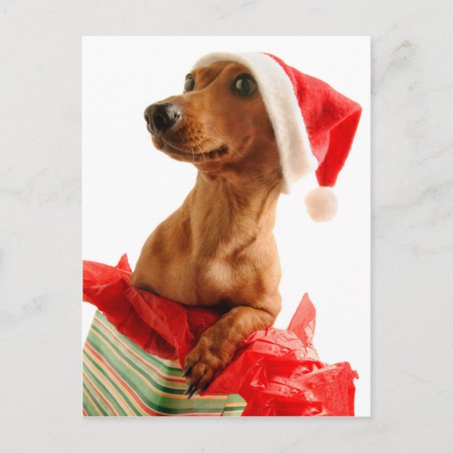 Hund på gåva med den Santa hatten Helg Vykort (Framsida)