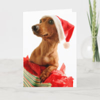 Hund på gåva med den Santa hatten