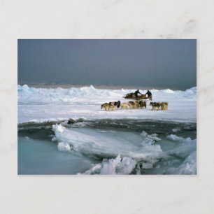 Hund på is, Ellesmere Island, Northwest Ter Vykort