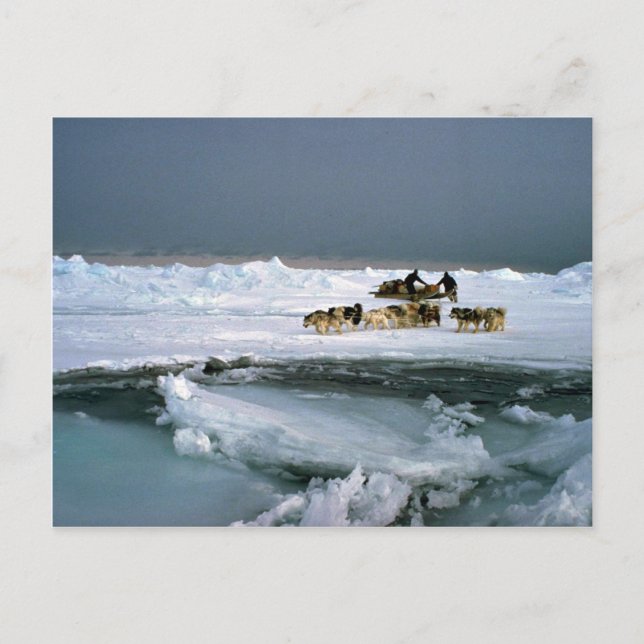 Hund på is, Ellesmere Island, Northwest Ter Vykort (Framsida)
