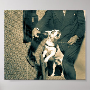 Hund på Mobil Poster