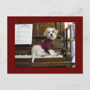 Hund på piano vykort