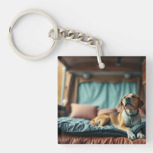 Hund på säng