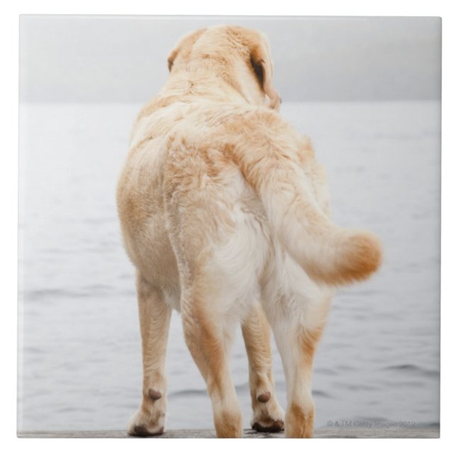Hund på skeppsdocka kakelplatta (Framsidan)
