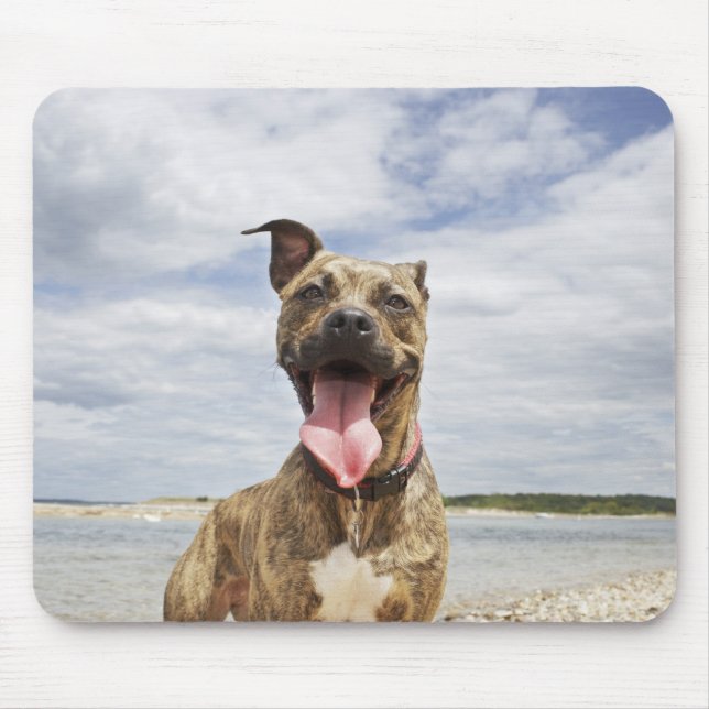hund på strand musmatta (Framsidan)