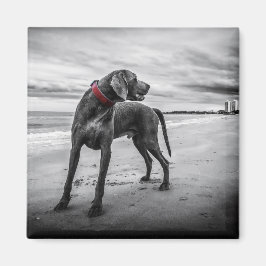 Hund på strand Svart & Vitt Foto med Röd Halsband Magnet