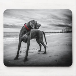 Hund på strand Svart & Vitt Foto med röd halsband Musmatta