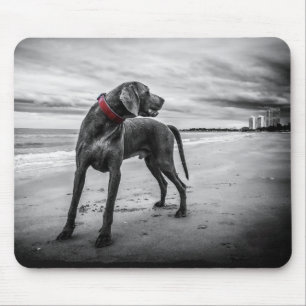 Hund på strand Svart & Vitt Foto med röd halsband Musmatta