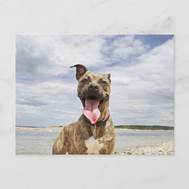 hund på strand vykort (Framsida)