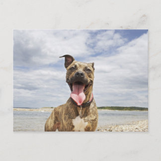 hund på strand vykort