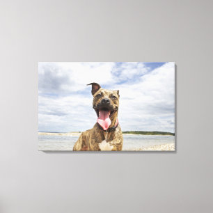 hund på stranden canvastryck