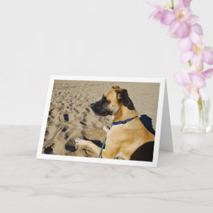 Hund på stranden kort