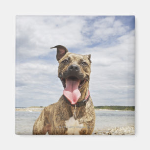 hund på stranden magnet
