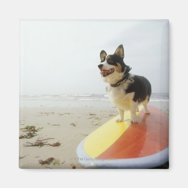Hund på surfbräde magnet (Framsidan)