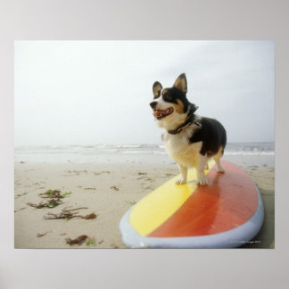 Hund på surfbräde poster