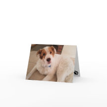 Hund på tomt anteckningskort med tass avtryck