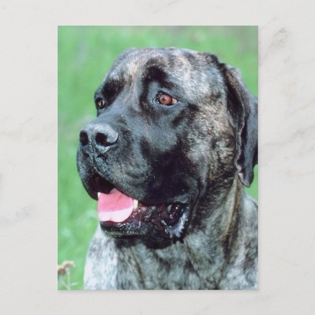 Hund Panting Vykort (Framsida)