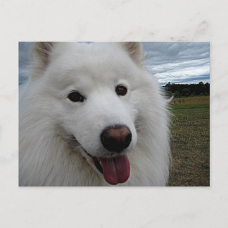 Hund Park Samoyed Vykort