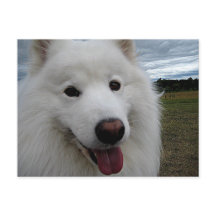Hund Park Samoyed