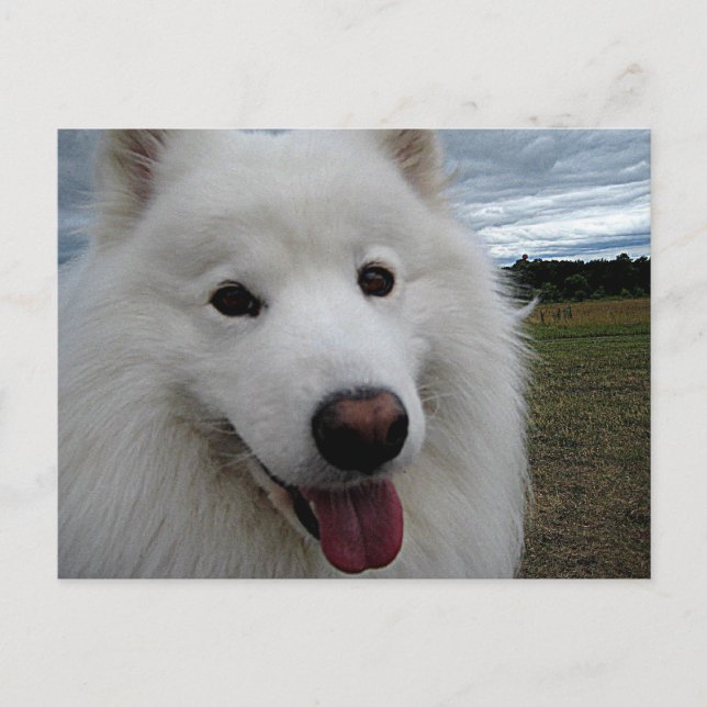 Hund Park Samoyed Vykort (Framsida)