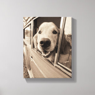 Hund Peeka ut ett bilfönster Canvastryck